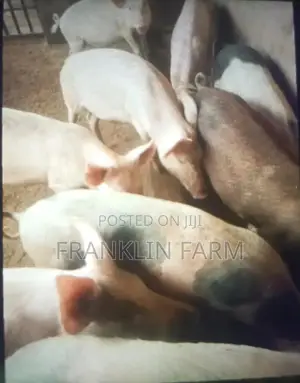Pigs For Sale