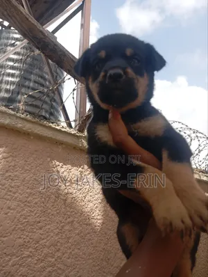 1-3 months Female Purebred German Shepherd