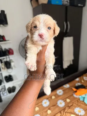 1-3 months Female Purebred Lhasa Apso