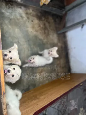3-6 months Male Purebred American Eskimo