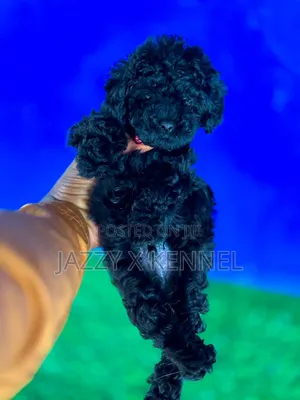 1-3 months Male Purebred Poodle
