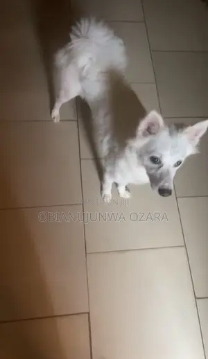 1+ year Female Purebred American Eskimo