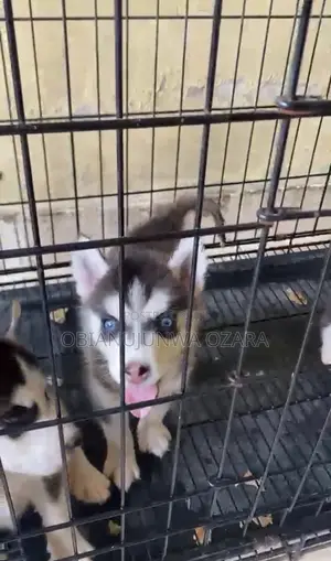 1-3 months Female Purebred Siberian Husky