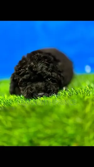 1-3 months Female Purebred Poodle