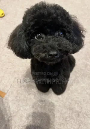 1-3 months Female Purebred Poodle