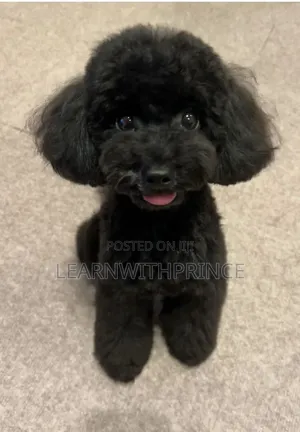 1-3 months Male Purebred Poodle