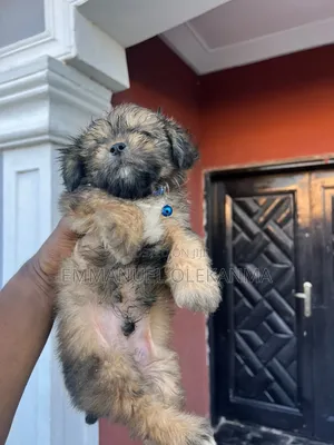 1-3 months Male Purebred Lhasa Apso