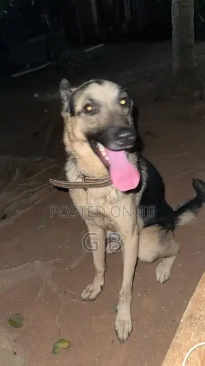 1+ year Male Purebred German Shepherd