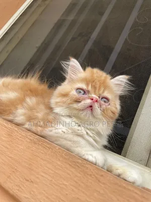 1-3 months Male Purebred Persian