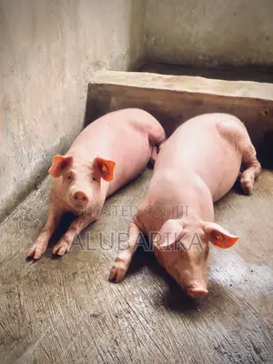 Full Breed Tn70 Weaner - Grower