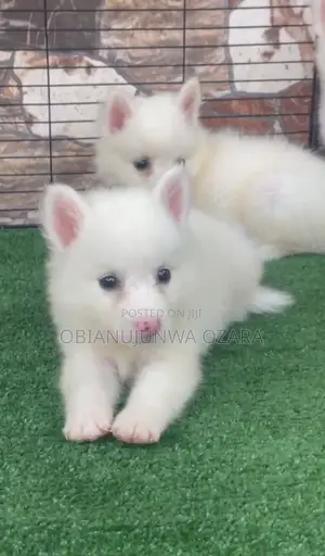 1-3 months Female Purebred American Eskimo
