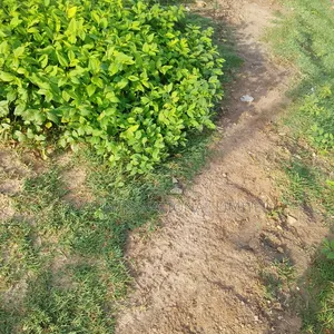 150 Hectares at Apo Wasa