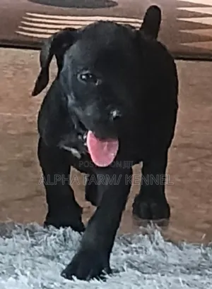 1-3 months Male Purebred Cane Corso