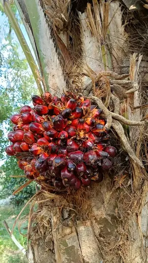 Red Palm Oil