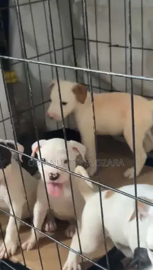 1-3 months Female Purebred American Pit Bull Terrier