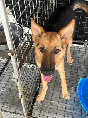 6-12 months Female Purebred German Shepherd