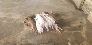 Weaners (Piglets)
