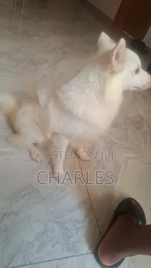 6-12 months Female Purebred American Eskimo