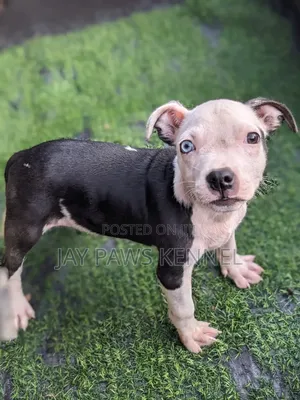 1-3 months Female Purebred American Pit Bull Terrier
