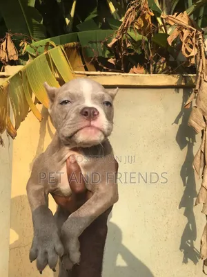 1-3 months Female Purebred American Bully