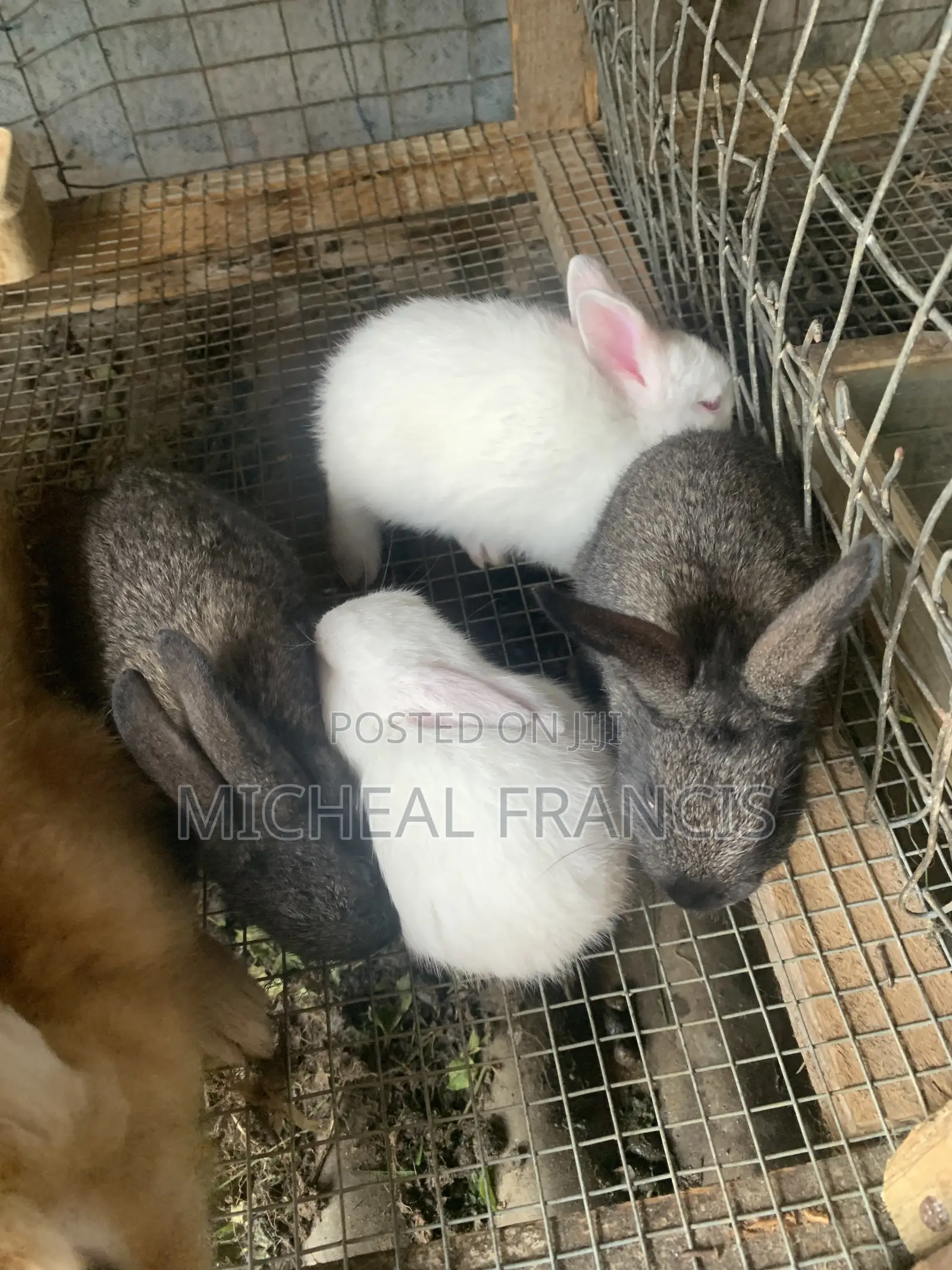 Rabbit Farm