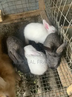 Rabbit Farm