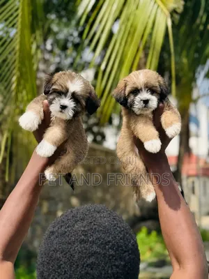 1-3 months Female Purebred Lhasa Apso