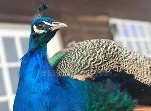 Pair of Beautiful Young Adult Peacocks for Sale