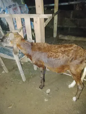 Ram and Pregnant Sheep