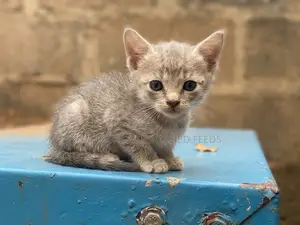0-1 month Female Purebred Tabby