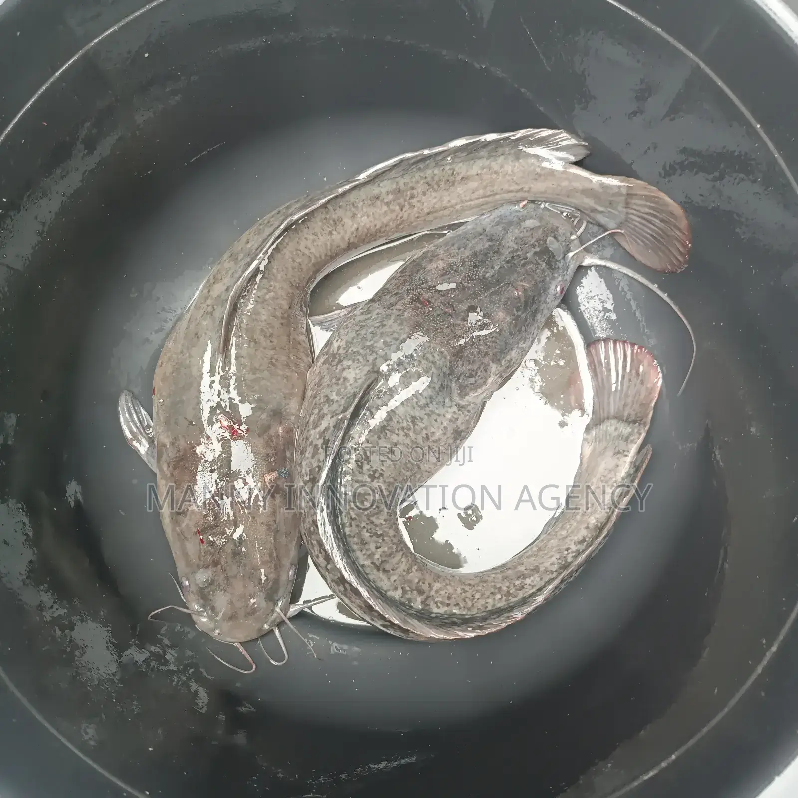 Catfish In Port Harcourt