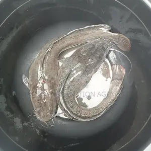 Catfish In Port Harcourt