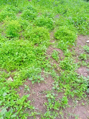 7,000sqm Residential Land at Jabi Dakibiyu