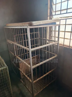 Full Iron Dog Cage Available for Sale