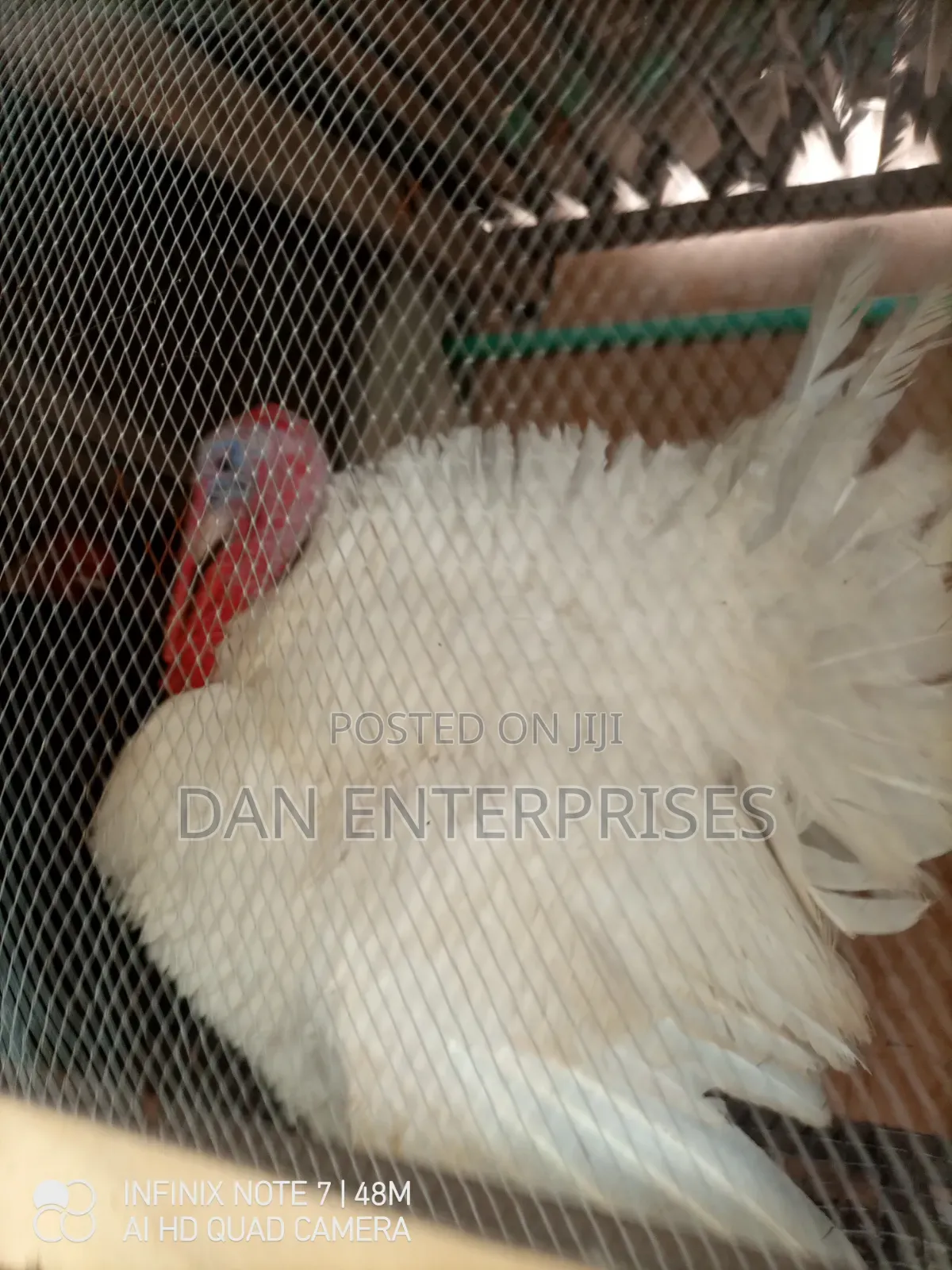 Live Turkey