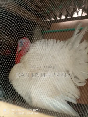 Live Turkey