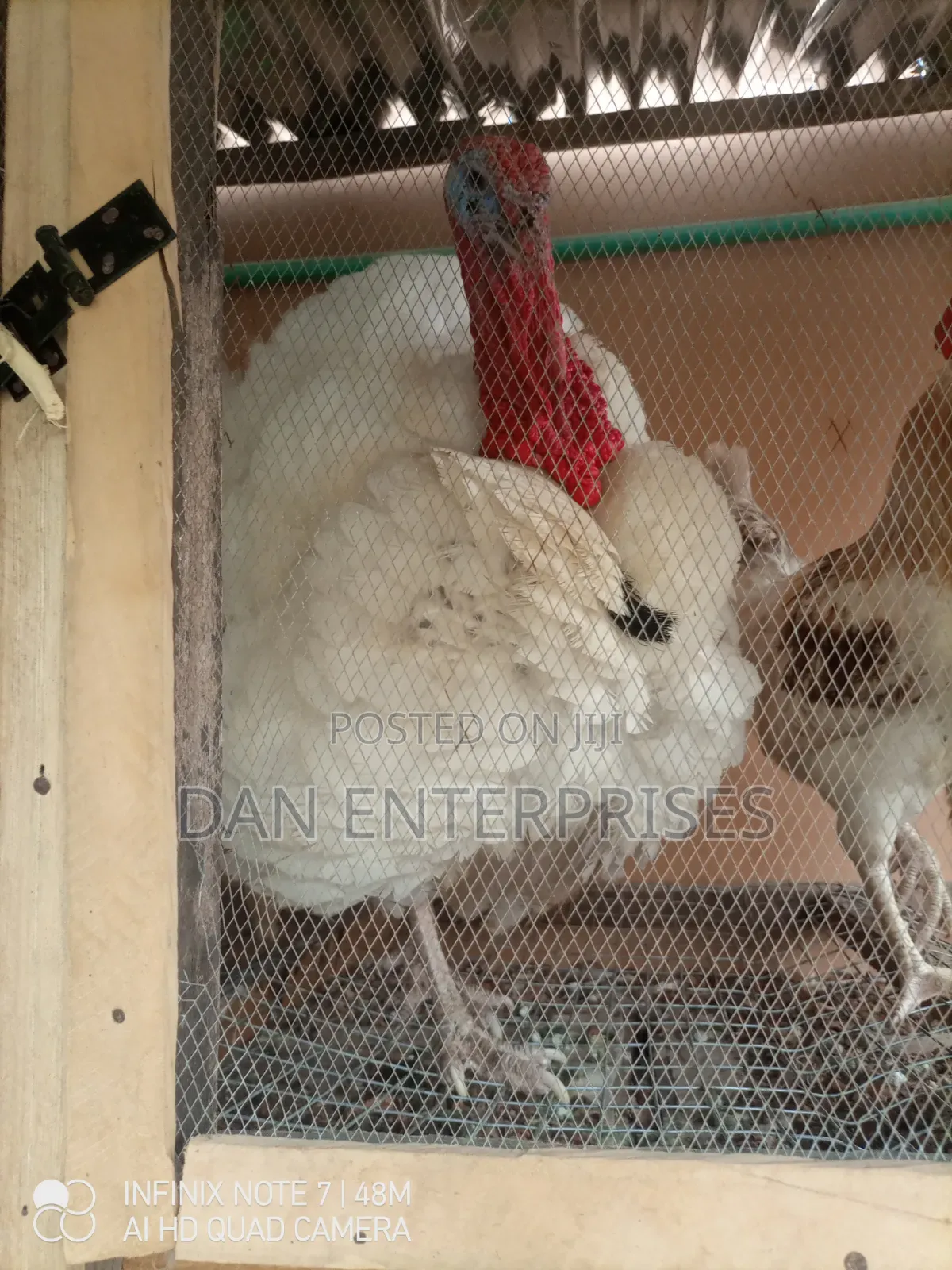 Live Turkey