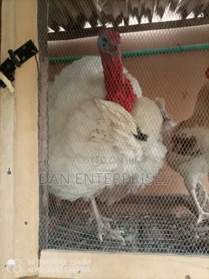 Live Turkey