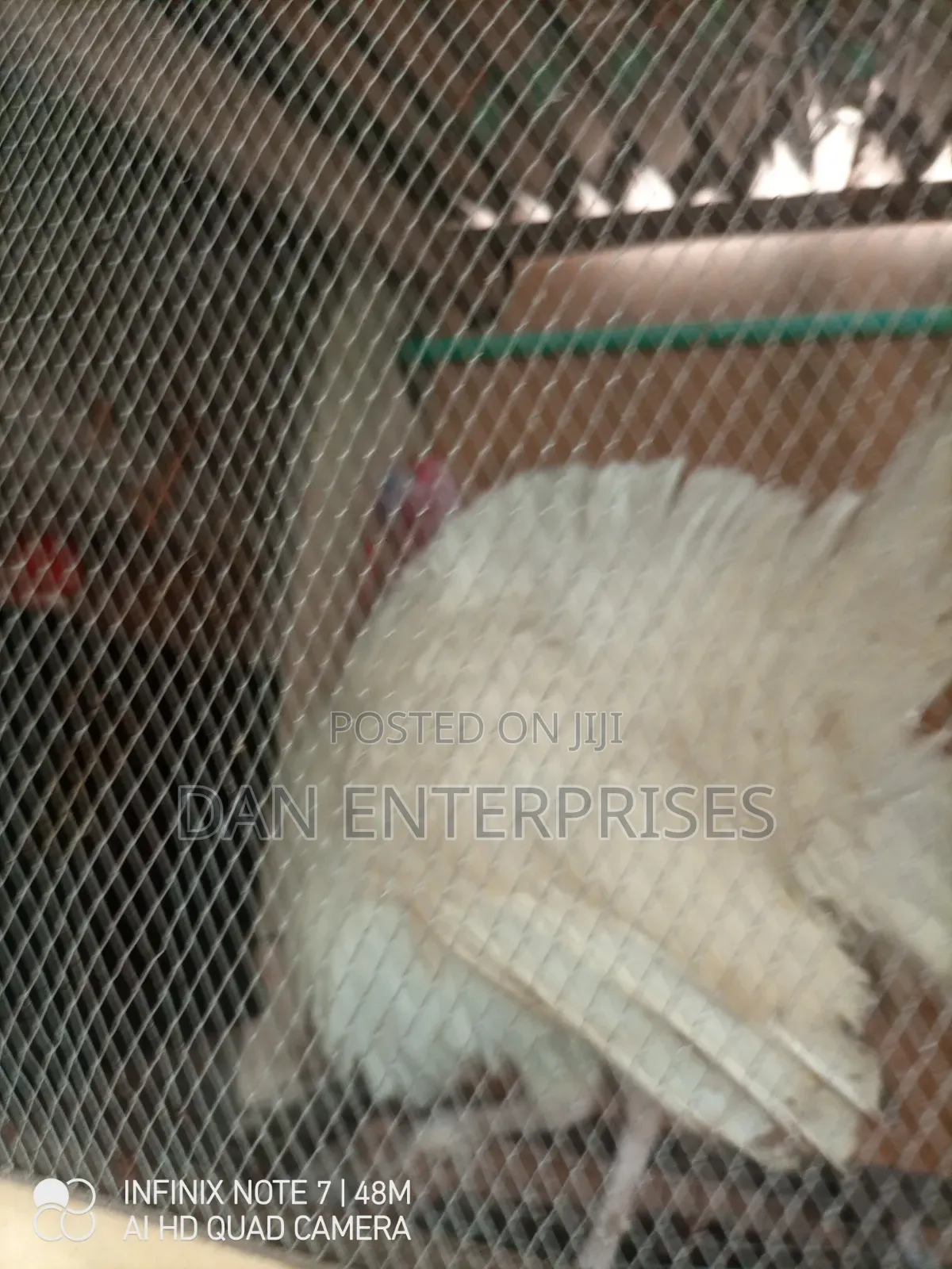 Live Turkey