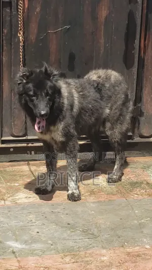 1+ year Female Purebred Caucasian Shepherd