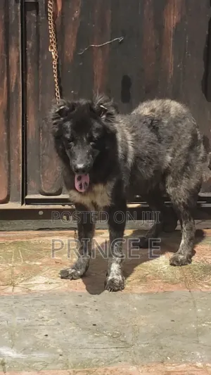1+ year Female Purebred Caucasian Shepherd