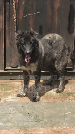 1+ year Female Purebred Caucasian Shepherd