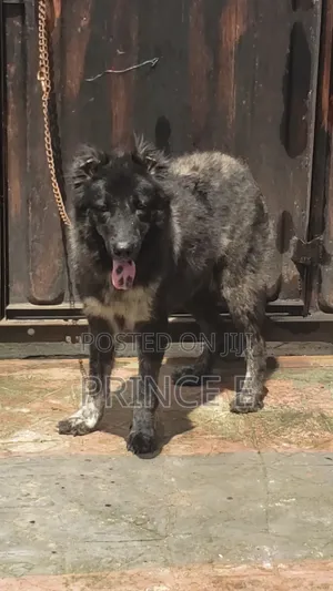 1+ year Female Purebred Caucasian Shepherd