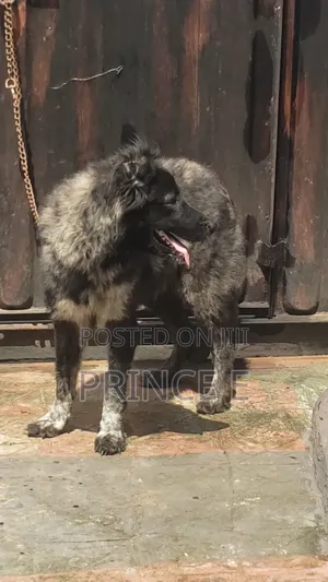 1+ year Female Purebred Caucasian Shepherd
