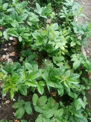 Ugu Seeds, Seedlings Etc