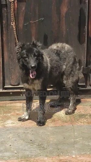 1+ year Female Purebred Caucasian Shepherd