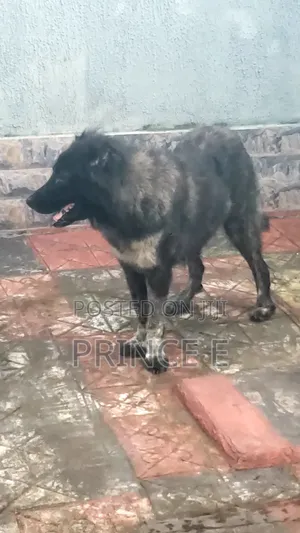 1+ year Female Purebred Caucasian Shepherd