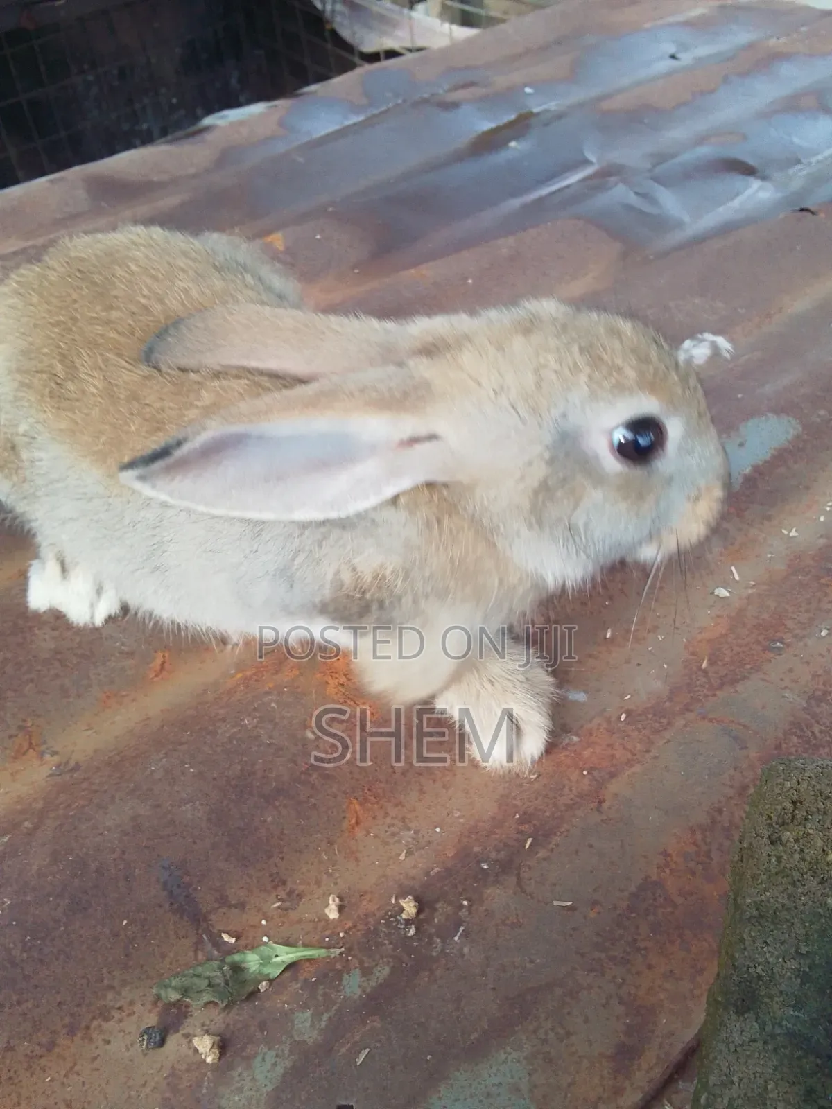 Chinchilla Rabbits