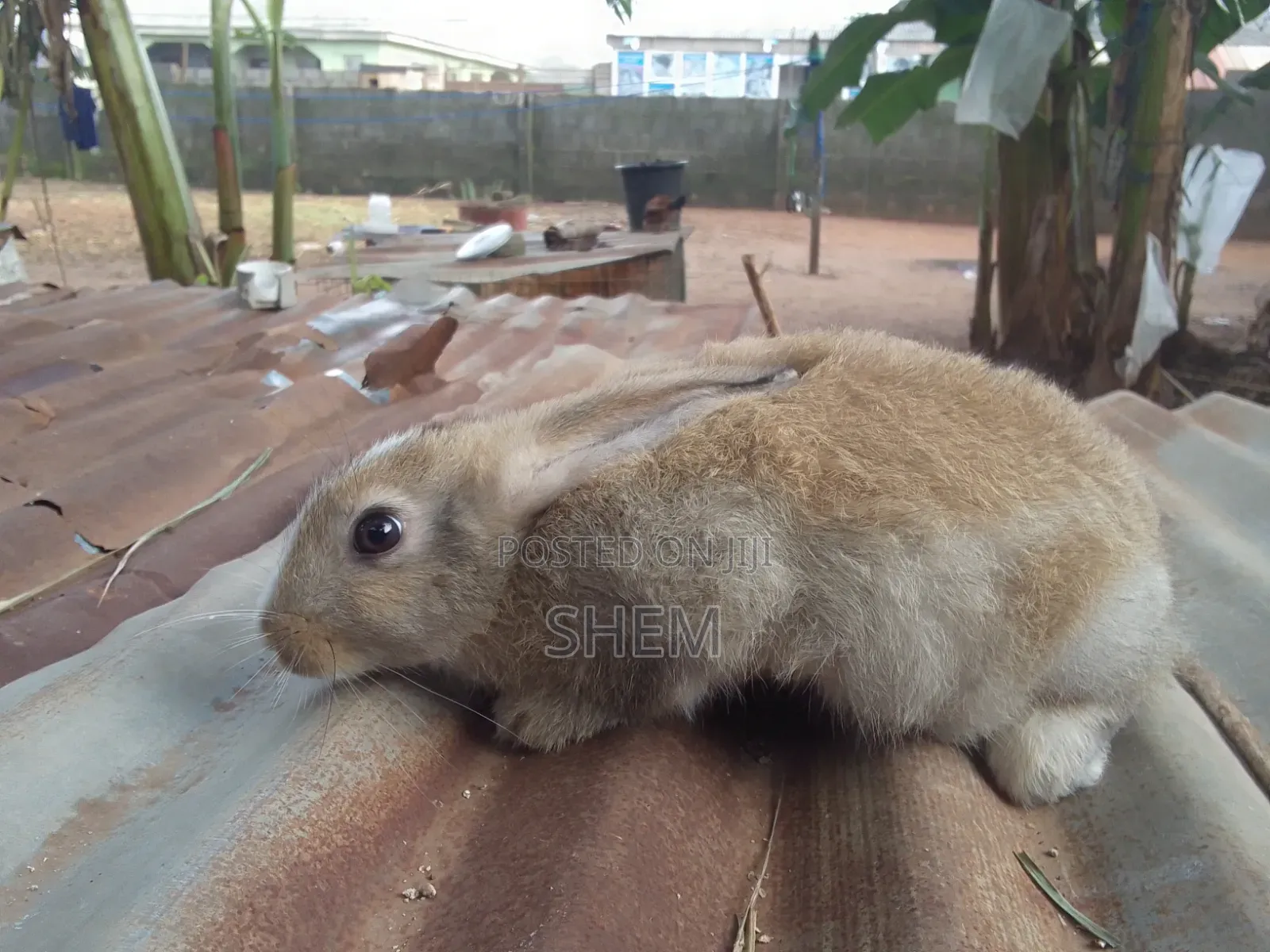 Chinchilla Rabbits