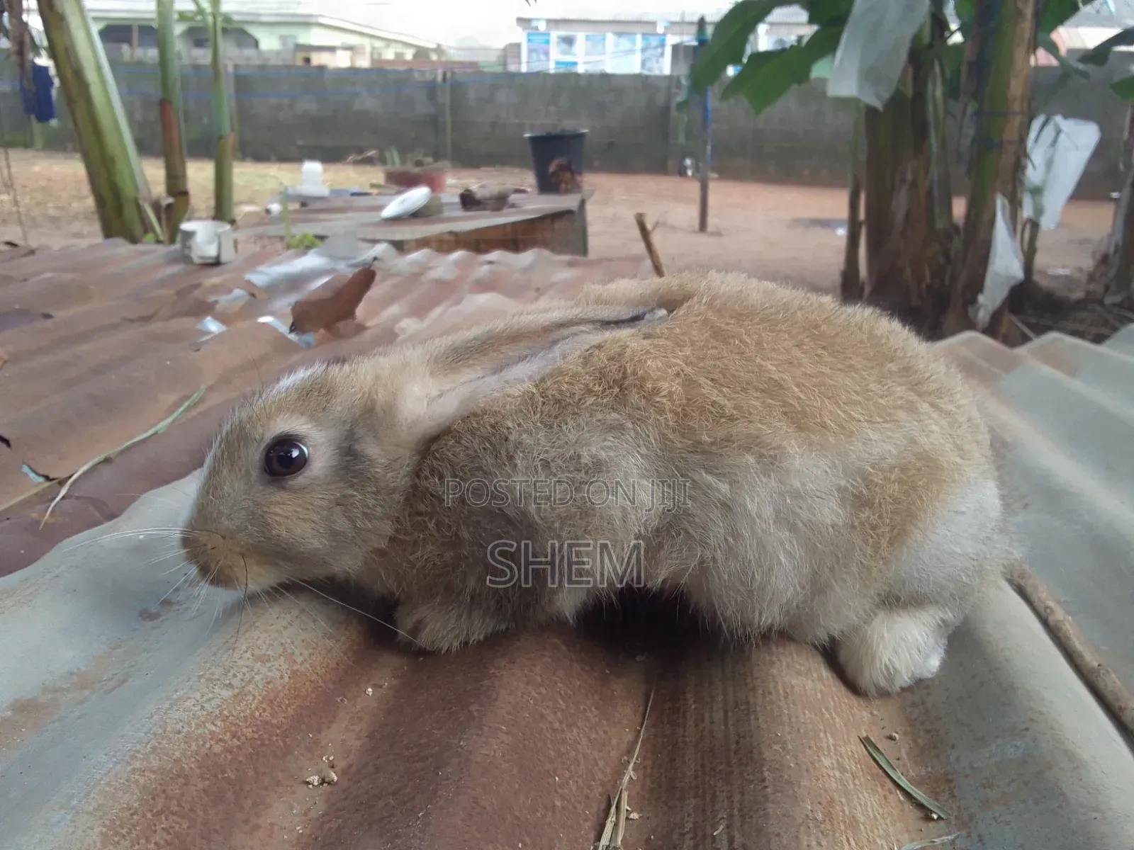 Chinchilla Rabbits